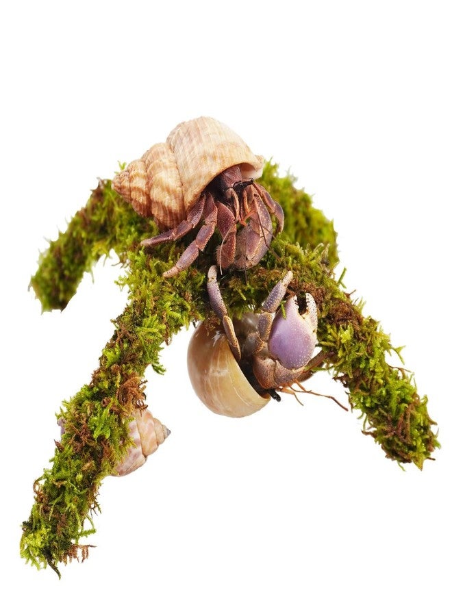 Begeterday Hermit Crab Accessory, Small Platform for Play, Hermit Crab Climbing Toy (6 inch) - Image 1